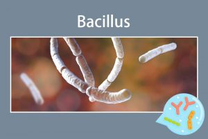 Bacillus