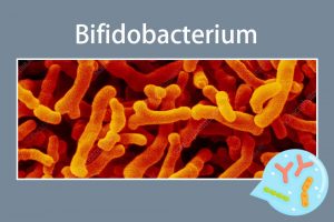 Bifidobacterium