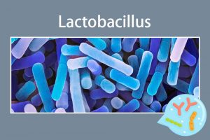 Lactobacillus