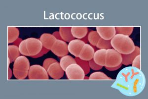 Lactococcus