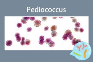 Pediococcus