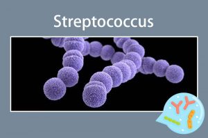 Streptococcus