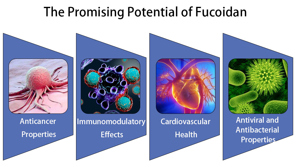 The Promising Potential of Fucoidan: Unlocking the Hidden Secrets of Seaweed