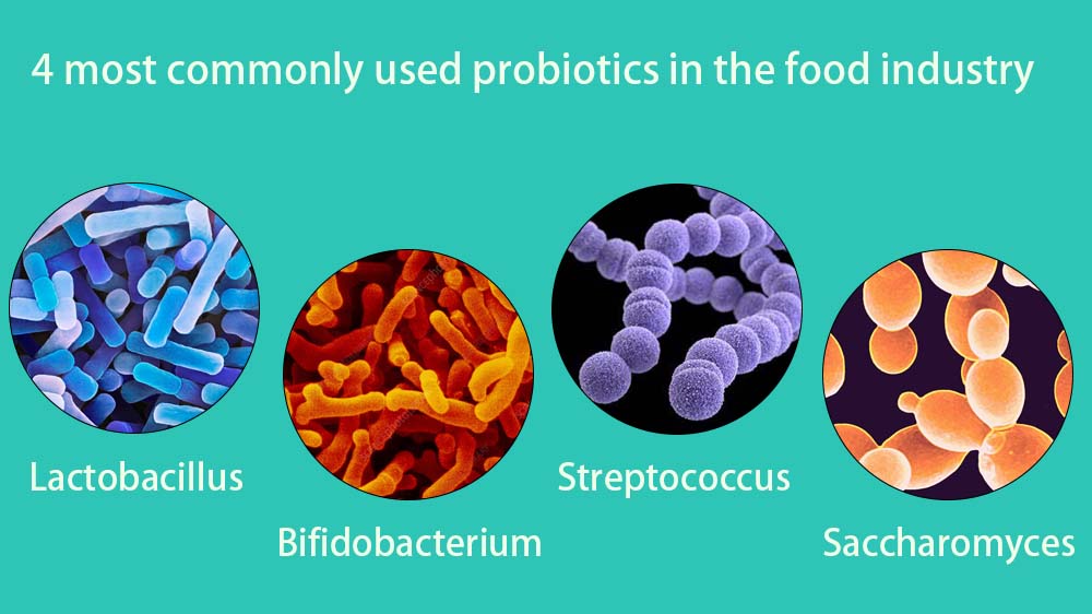 4 most commonly used probiotics in the food industry